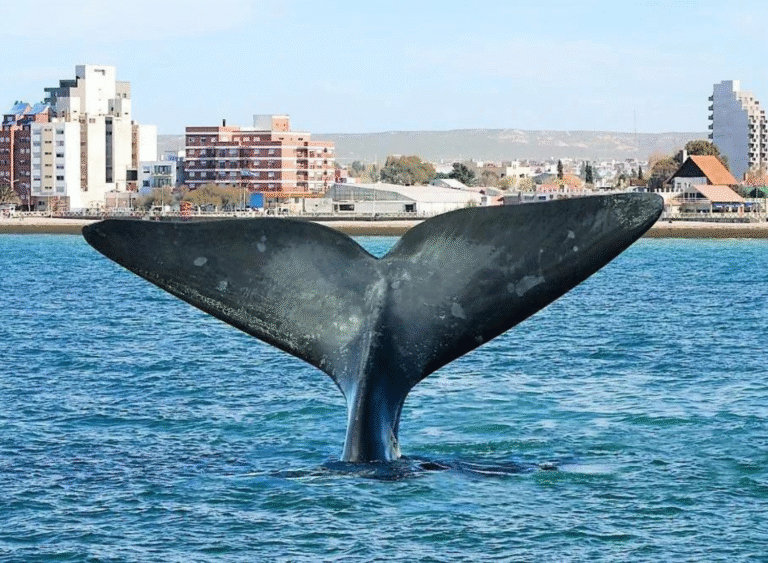 Descubre la Magia de Puerto Madryn, Un Destino Imperdible para Viajeros LGBTQ+
