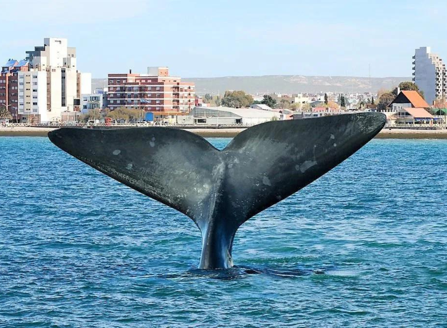 ART-PUERTO MADRYN 1