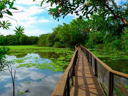 reserva-ecologica-vicente-lopez-81408216